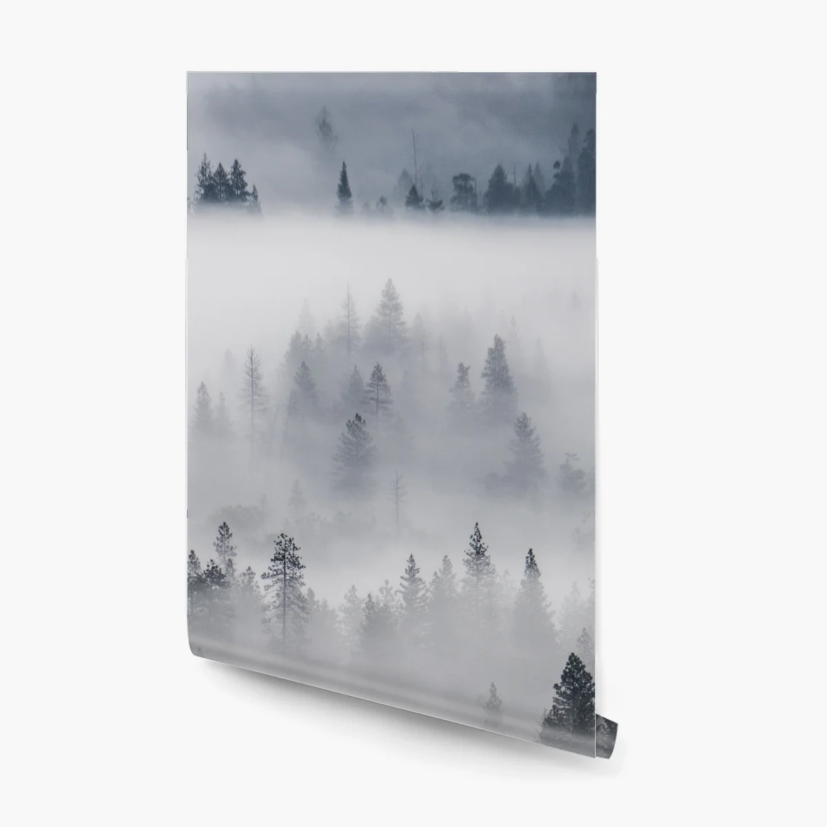 Fototapeta mglisty las sosnowy Fototapeta mglisty las sosnowy