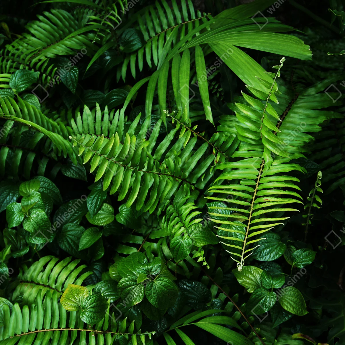 Fensteraufkleber üppige tropische farnblätter Fensteraufkleber üppige tropische farnblätter