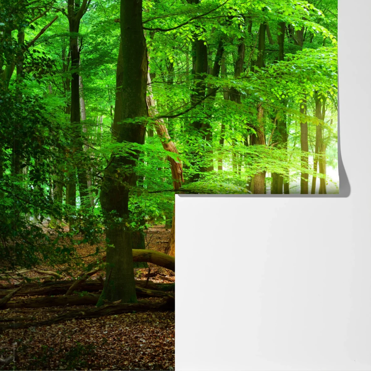 Fototapeta słoneczny zielony las Fototapeta słoneczny zielony las