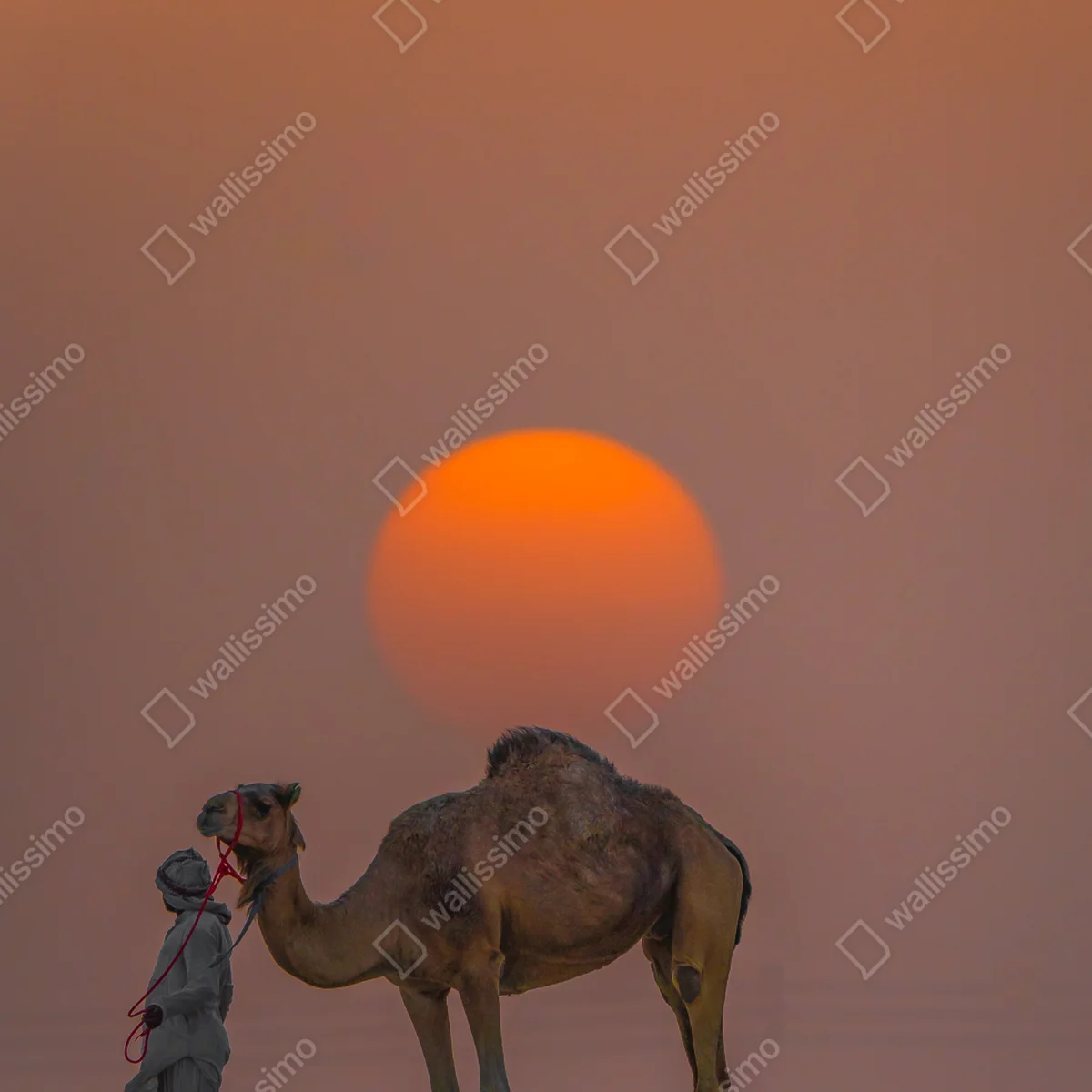 Fototapete kamel vor sonnenuntergang in der wüste Fototapete kamel vor sonnenuntergang in der wüste