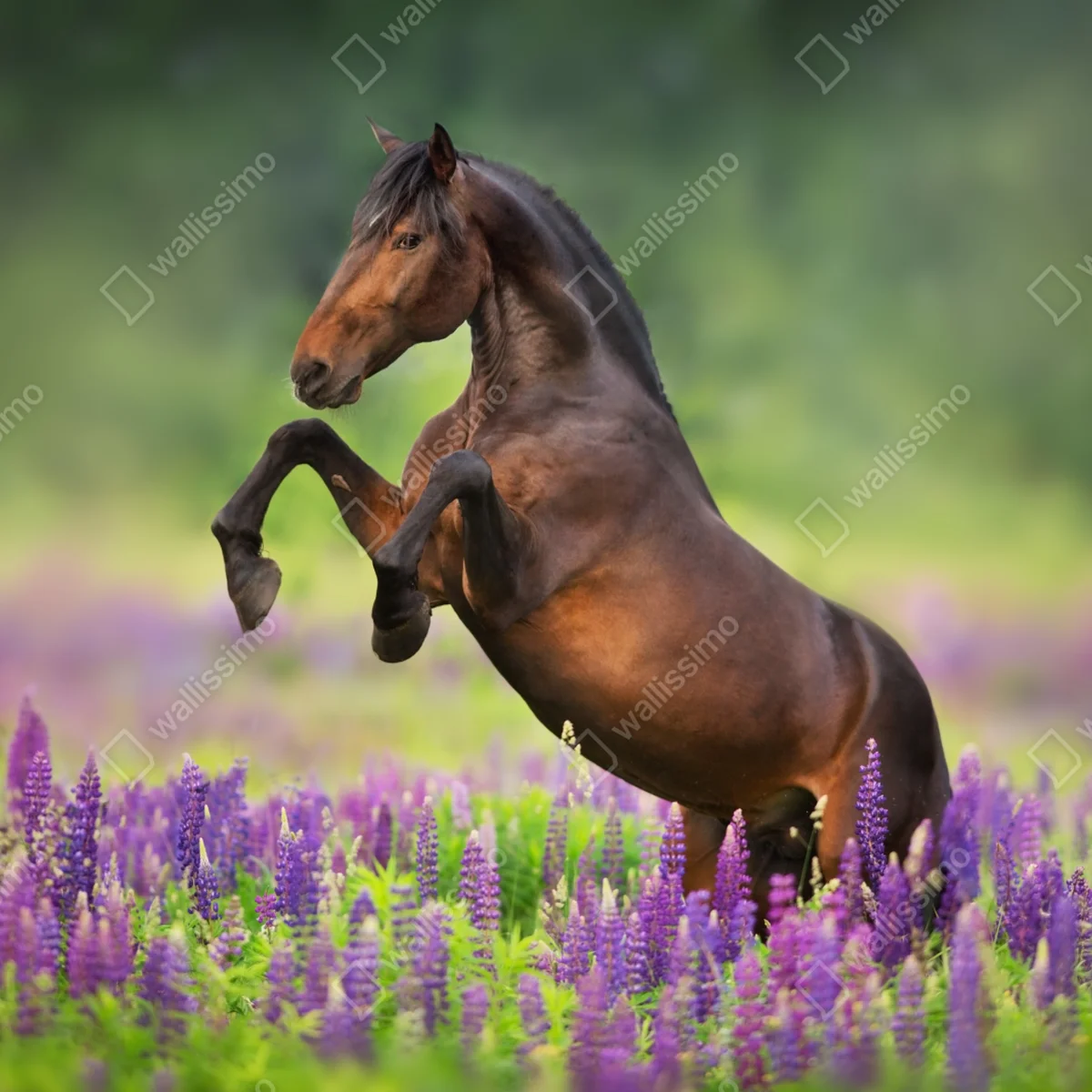 Poster brauner hengst bäumt sich in lupinenwiese auf Poster brauner hengst bäumt sich in lupinenwiese auf