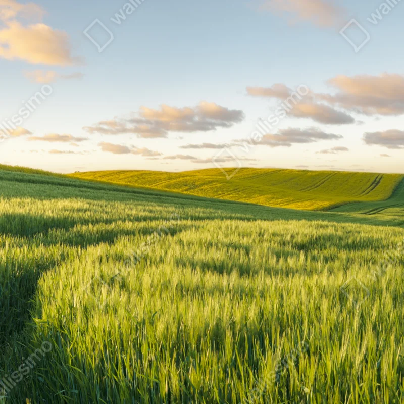 Naklejka na okno spokojna zielona łąka panorama Naklejka na okno spokojna zielona łąka panorama