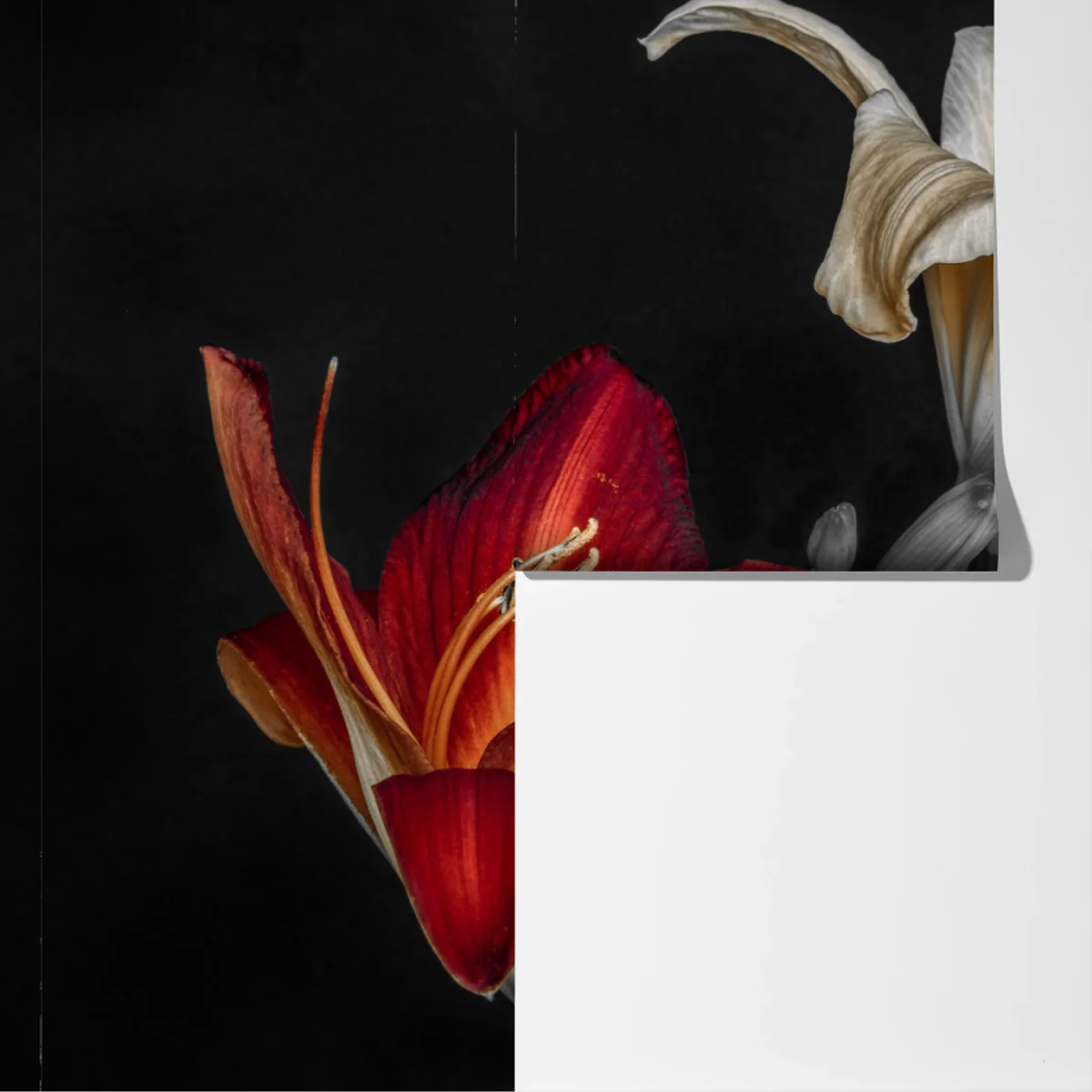 Fototapete dramatische rote und cremefarbene lilien auf schwarzem hintergrund Fototapete dramatische rote und cremefarbene lilien auf schwarzem hintergrund
