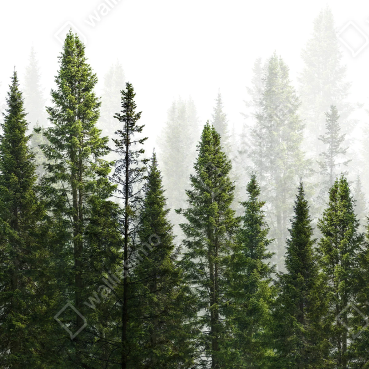 Tischaufkleber und Schreibtischaufkleber nebliger tannenwald Tischaufkleber und Schreibtischaufkleber nebliger tannenwald