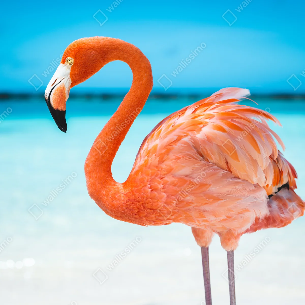 Repositionierbarer Aufkleber leuchtender rosa flamingo am türkisfarbenen strand Repositionierbarer Aufkleber leuchtender rosa flamingo am türkisfarbenen strand
