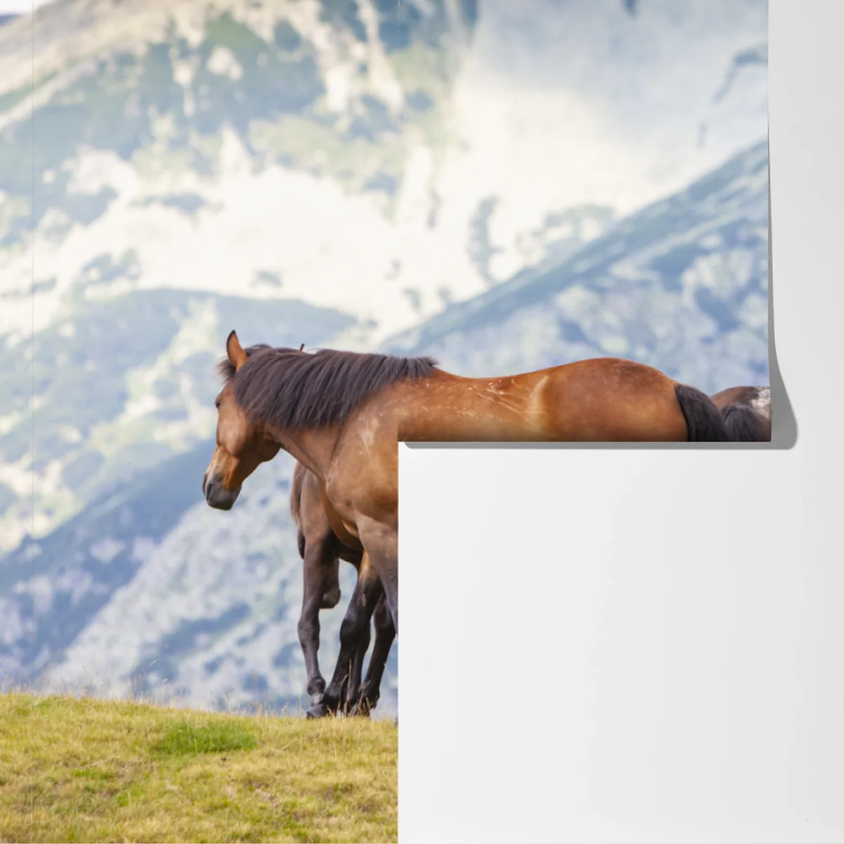 Fototapete pferde auf der bergwiese Fototapete pferde auf der bergwiese