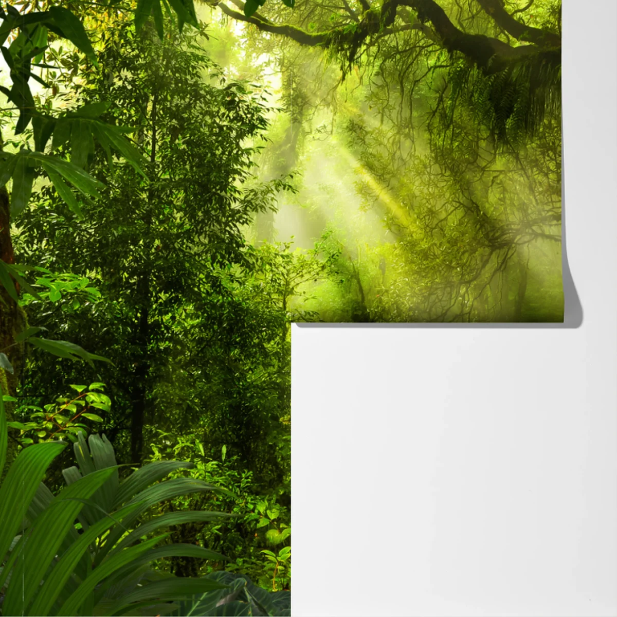 Fototapete sonnenbeschienener waldweg Fototapete sonnenbeschienener waldweg