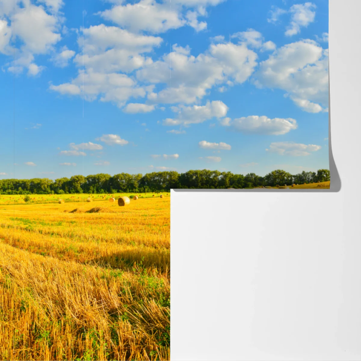 Fototapete goldenes heufeld unter blauem himmel Fototapete goldenes heufeld unter blauem himmel