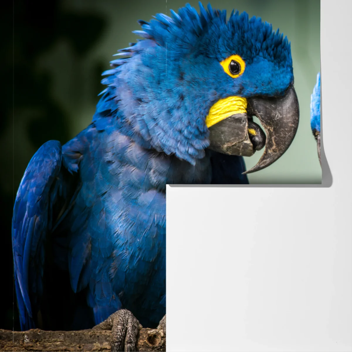 Fototapete paar blauer aras - nahaufnahme Fototapete paar blauer aras - nahaufnahme