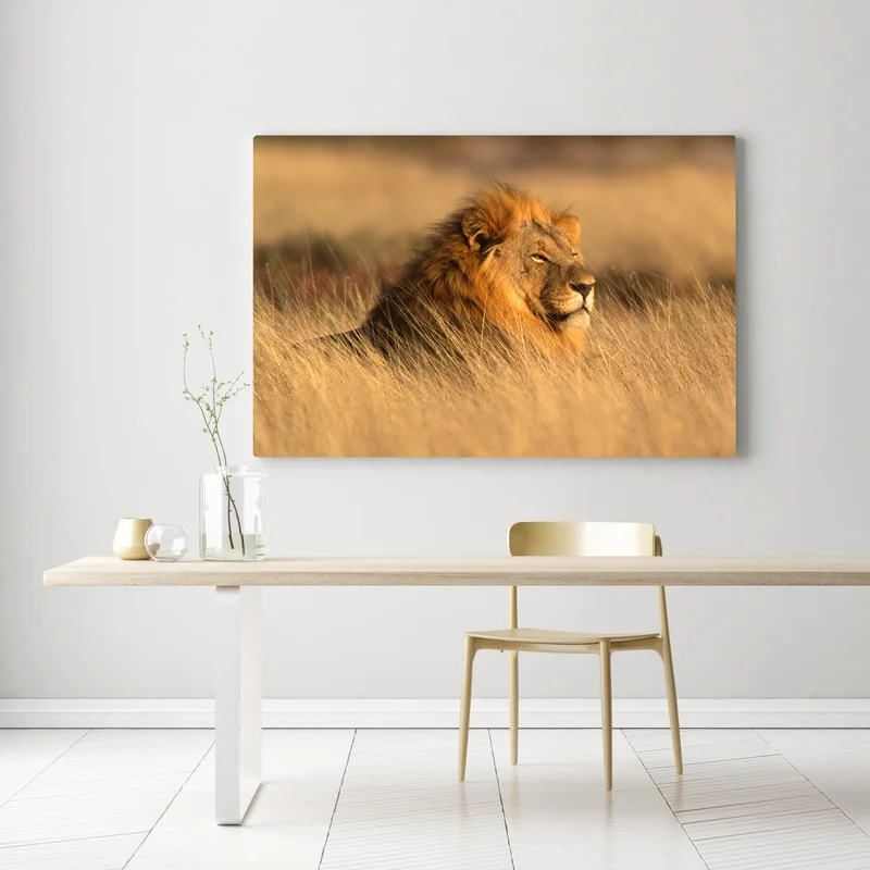 Leinwandbild majestätischer löwe im hohen gras Leinwandbild majestätischer löwe im hohen gras