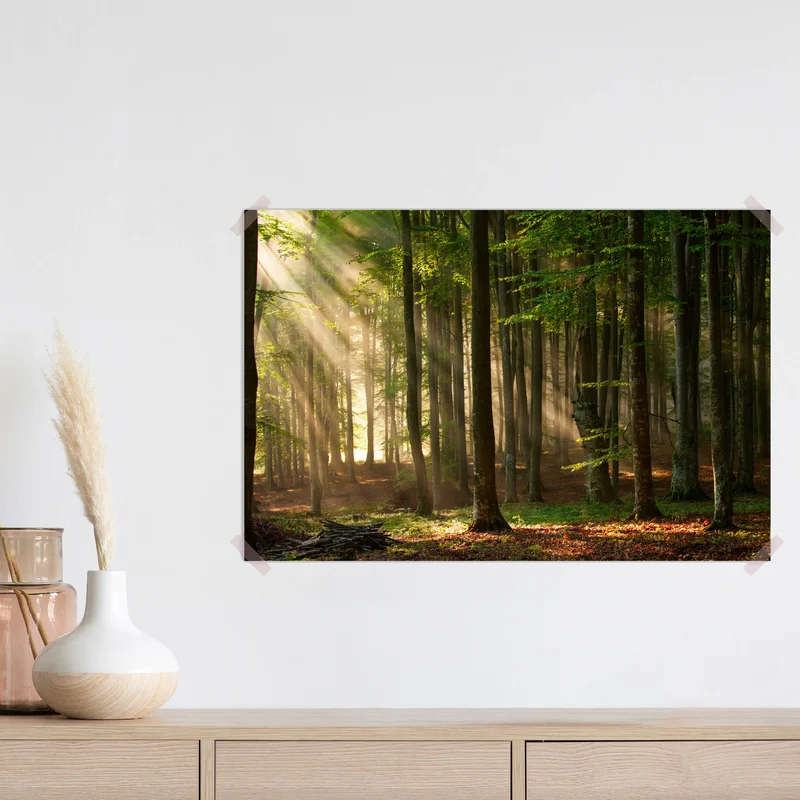 Poster morgendliches licht im buchenwald Poster morgendliches licht im buchenwald