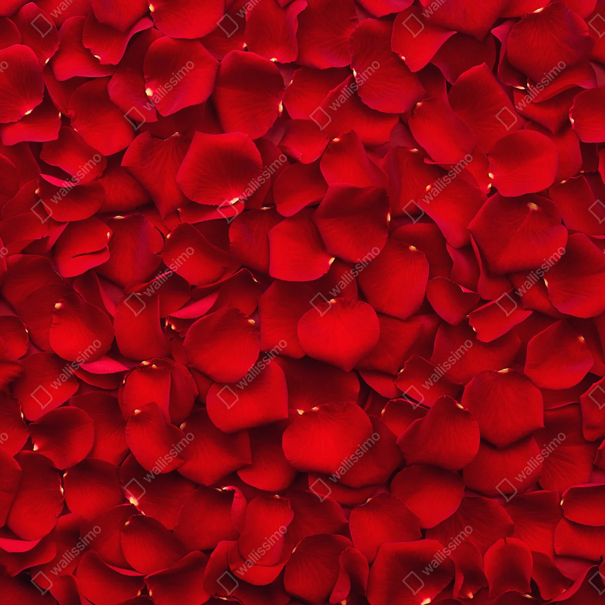 Kühlschrankaufkleber rote rosenblätter hintergrund Kühlschrankaufkleber rote rosenblätter hintergrund