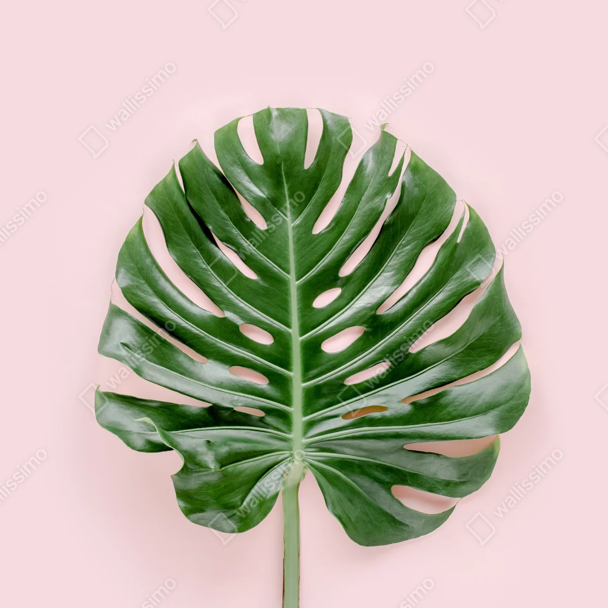 Poster monstera-blatt auf pastell-rosa hintergrund Poster monstera-blatt auf pastell-rosa hintergrund