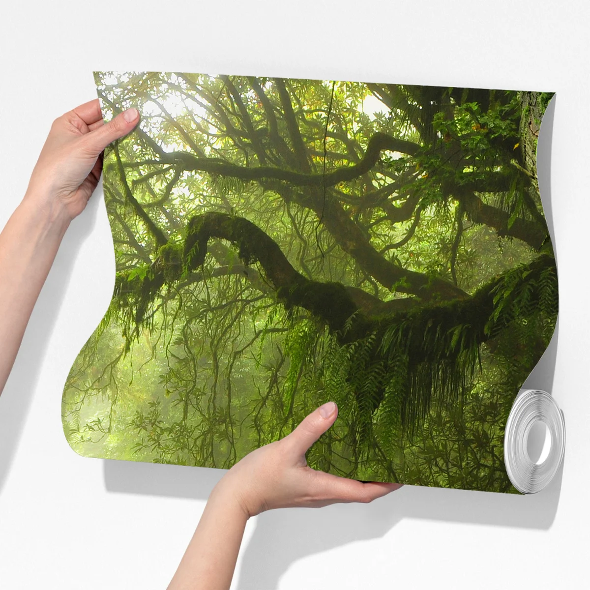 Fototapete üppiger nebliger waldpfad Fototapete üppiger nebliger waldpfad