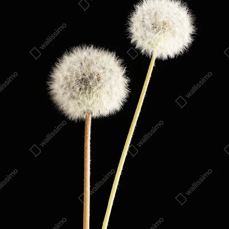 Repositionierbarer Aufkleber zarte löwenzahnsamen auf schwarzem hintergrund Repositionierbarer Aufkleber zarte löwenzahnsamen auf schwarzem hintergrund