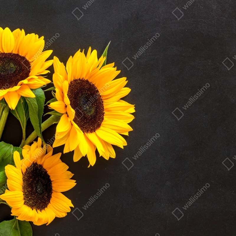 Fototapete sonnenblumenstrauß auf schwarzem hintergrund Fototapete sonnenblumenstrauß auf schwarzem hintergrund