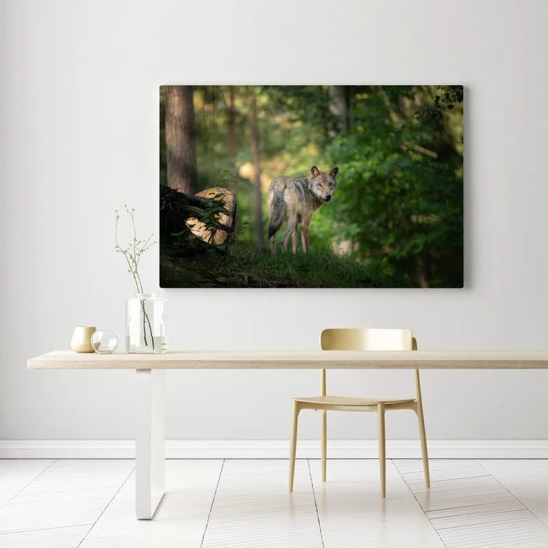 Leinwandbild wolf auf der lichtung im wald Leinwandbild wolf auf der lichtung im wald