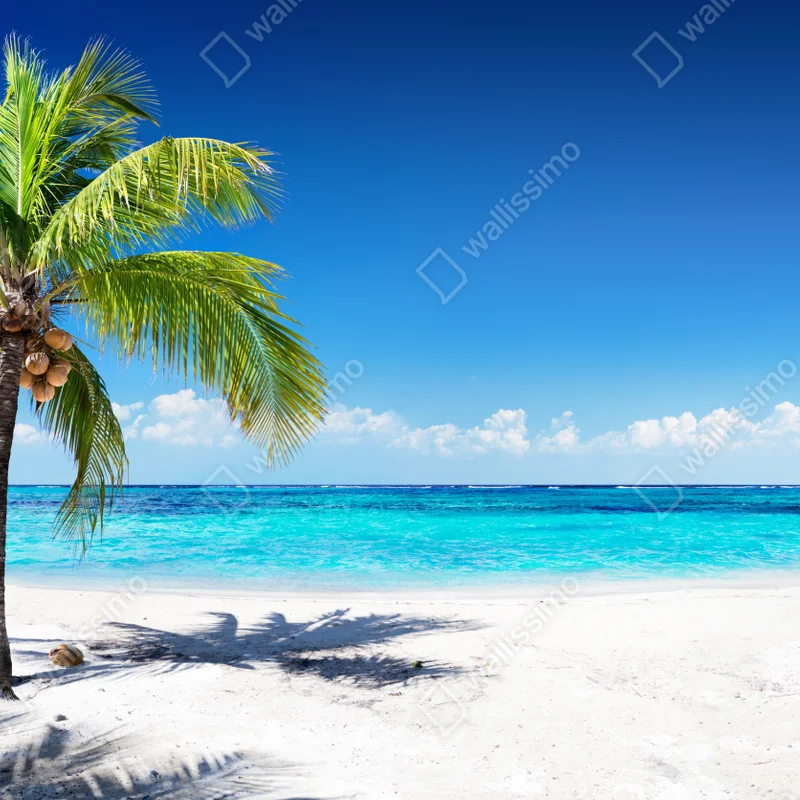 Fototapete tropische palme an einer türkisfarbenen bucht Fototapete tropische palme an einer türkisfarbenen bucht