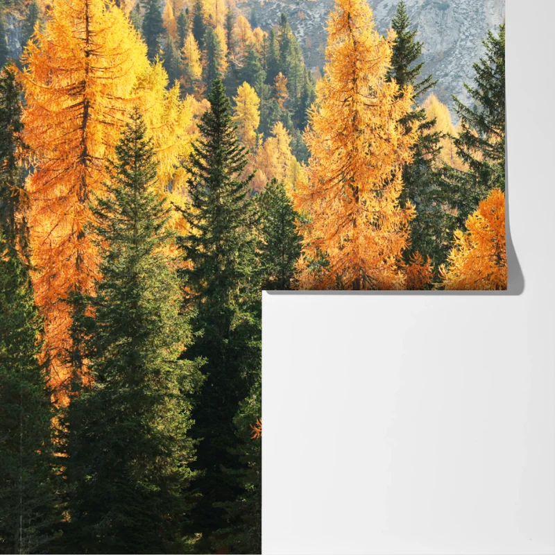 Fototapeta złoty jesienny las modrzewiowy Fototapeta złoty jesienny las modrzewiowy