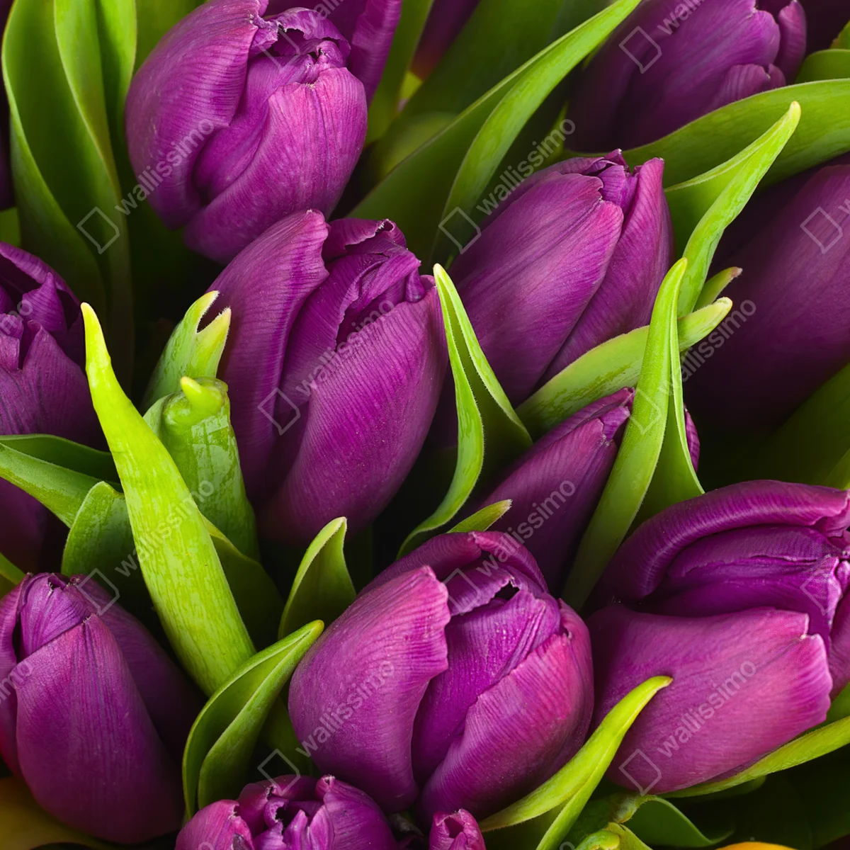 Repositionierbarer Aufkleber lila tulpen im bukett Repositionierbarer Aufkleber lila tulpen im bukett