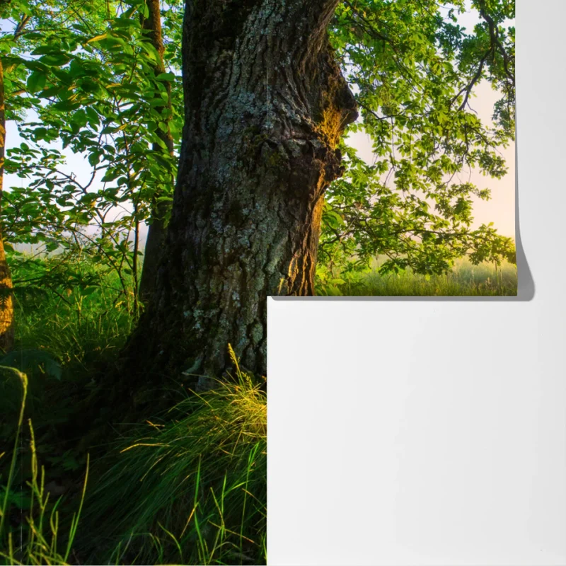 Fototapete morgendliche eiche auf sonnenbeschienener wiese Fototapete morgendliche eiche auf sonnenbeschienener wiese