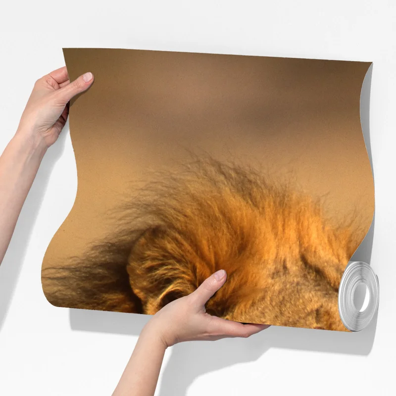 Fototapete majestätischer löwe im hohen gras Fototapete majestätischer löwe im hohen gras