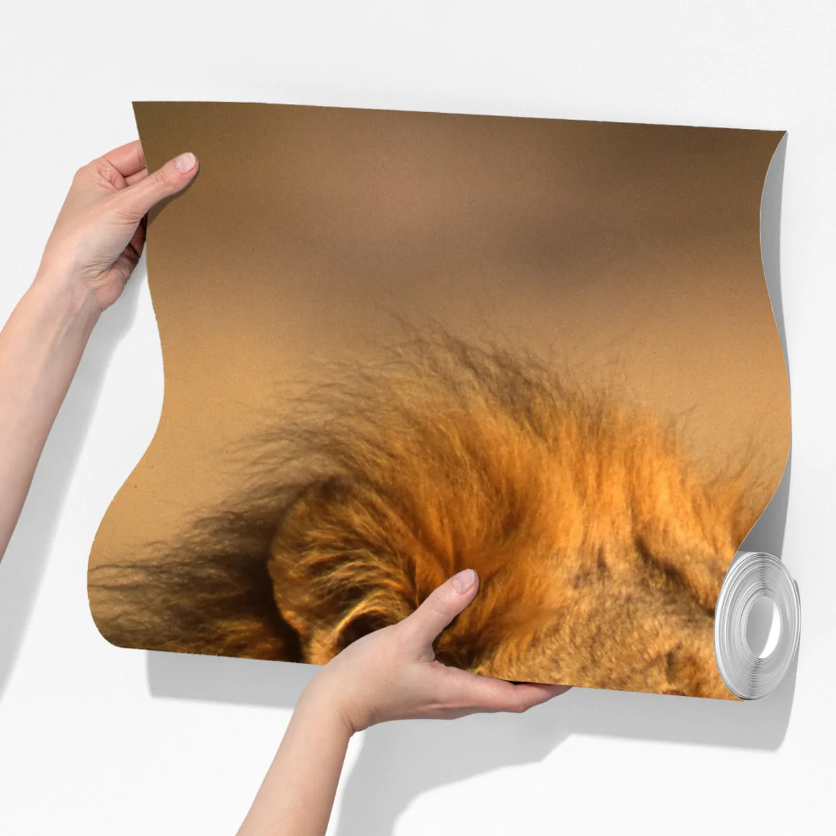 Fototapete majestätischer löwe im hohen gras Fototapete majestätischer löwe im hohen gras