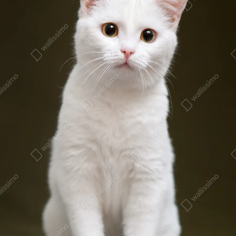 Schrankaufkleber niedliches porträt einer weißen katze Schrankaufkleber niedliches porträt einer weißen katze