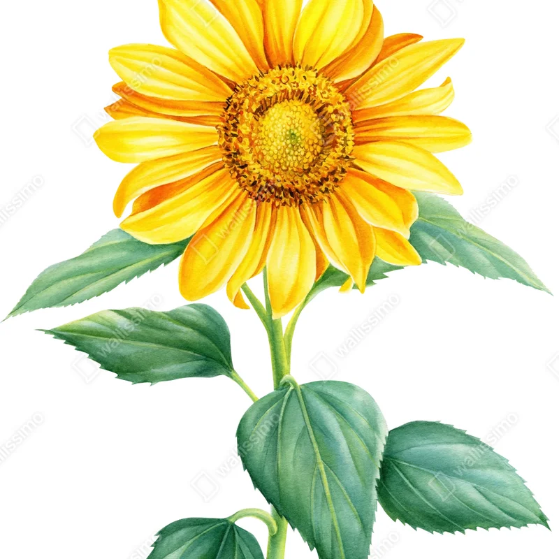 Poster sonnenblume in aquarell Poster sonnenblume in aquarell