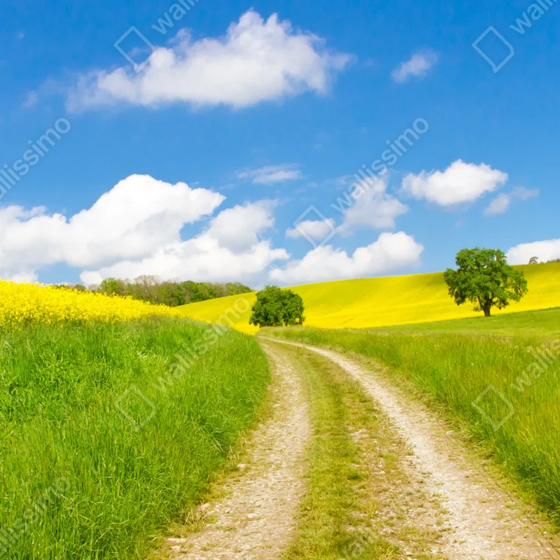 Poster sonniger landeweg durch gelbe felder Poster sonniger landeweg durch gelbe felder