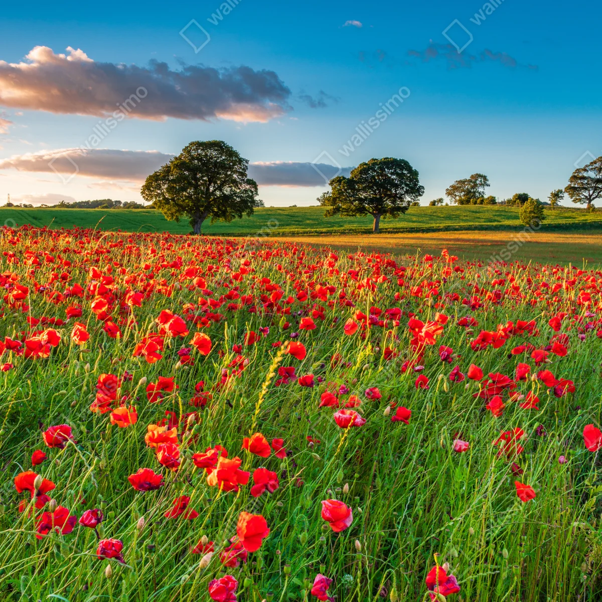 Poster rotes mohnfeld bei Corbridge Poster rotes mohnfeld bei Corbridge