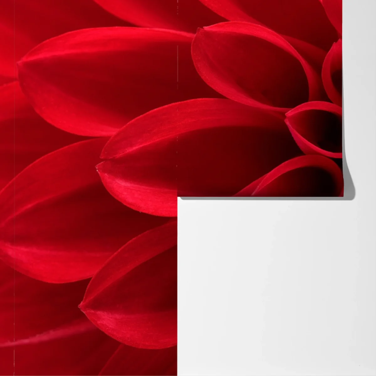 Fototapete nahaufnahme einer roten dahlie Fototapete nahaufnahme einer roten dahlie