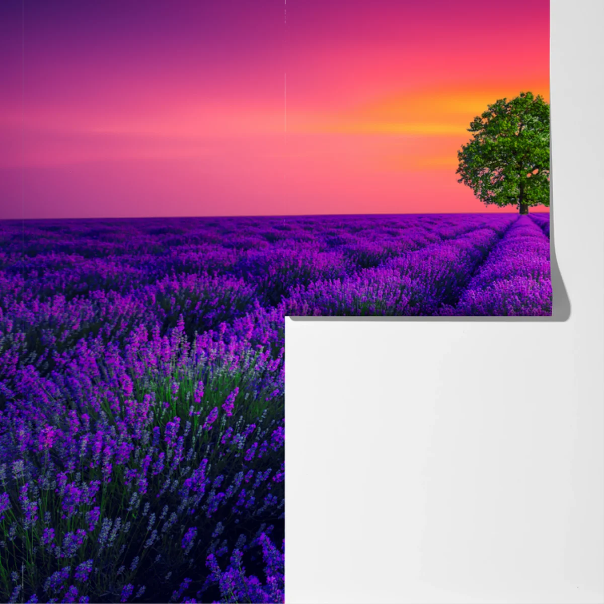 Fototapete lavendelfeld bei sonnenuntergang mit einsamem baum Fototapete lavendelfeld bei sonnenuntergang mit einsamem baum