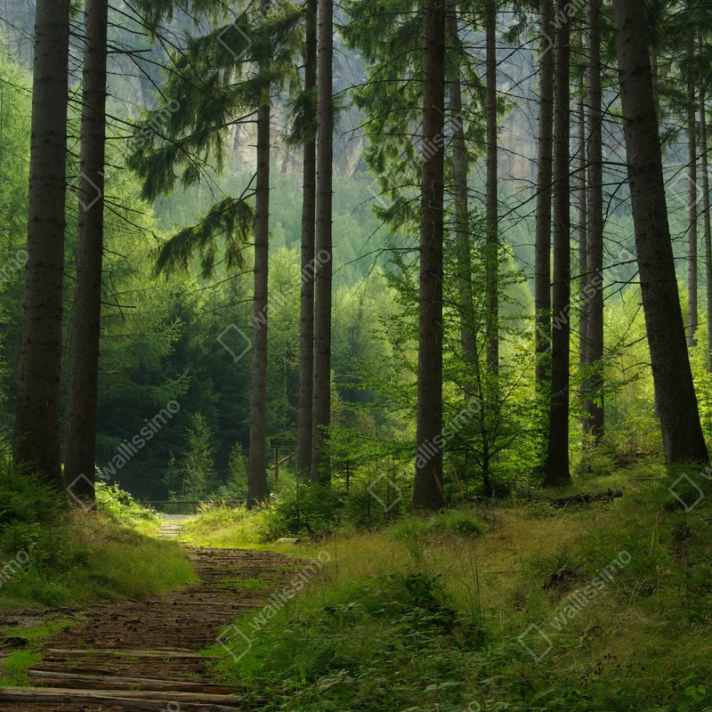 Fototapete ruhiger waldpfad Fototapete ruhiger waldpfad