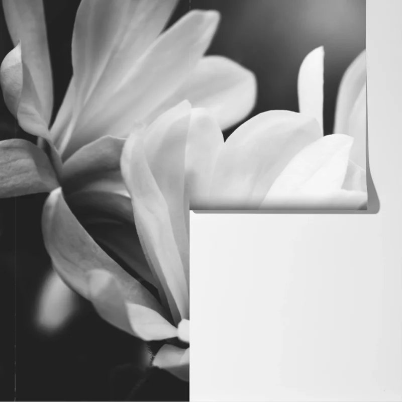 Fototapete schwarzweiß magnolienblüte nahaufnahme Fototapete schwarzweiß magnolienblüte nahaufnahme