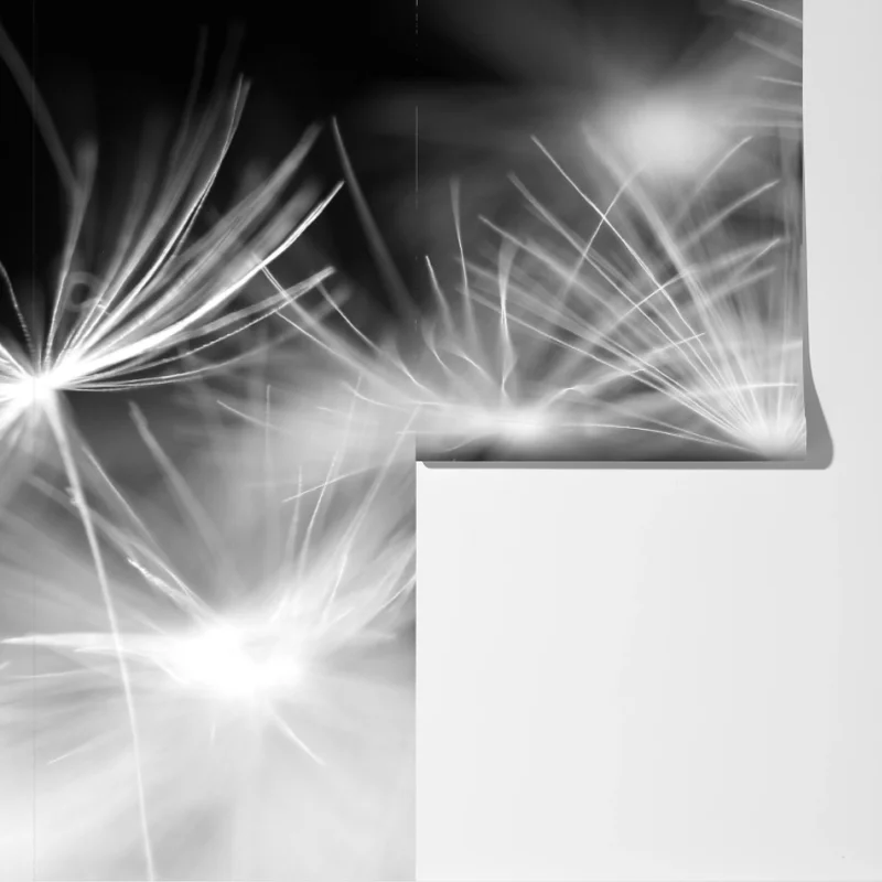 Fototapete zarte löwenzahnsamen in monochrom Fototapete zarte löwenzahnsamen in monochrom