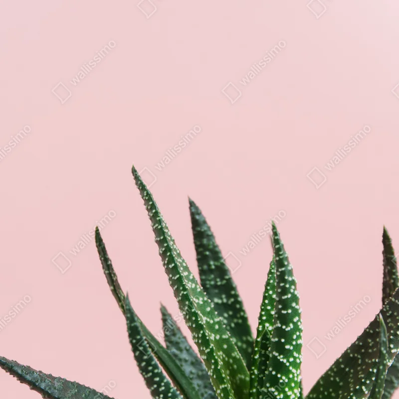 Repositionierbarer Aufkleber grüner aloes auf rosa hintergrund Repositionierbarer Aufkleber grüner aloes auf rosa hintergrund