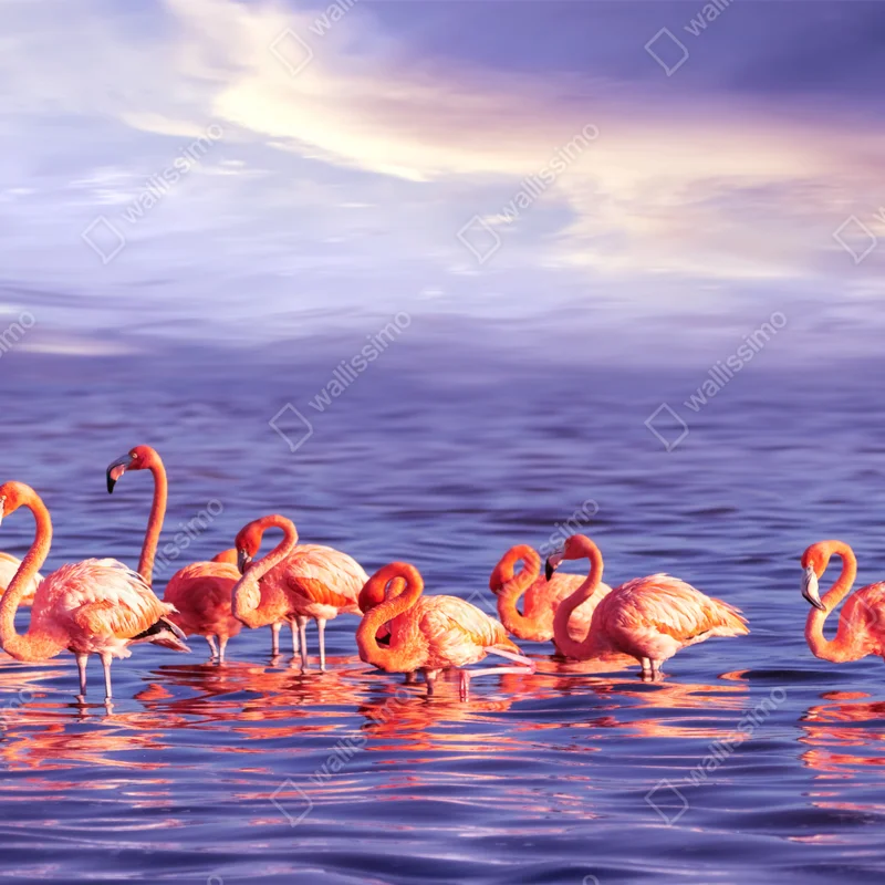 Fototapete rosa flamingos im violetten sonnenuntergang Fototapete rosa flamingos im violetten sonnenuntergang