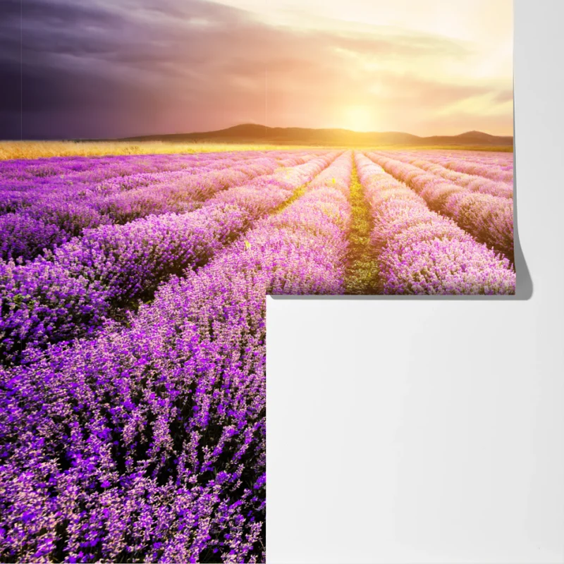 Fototapeta wschód słońca nad polami lawendy Fototapeta wschód słońca nad polami lawendy