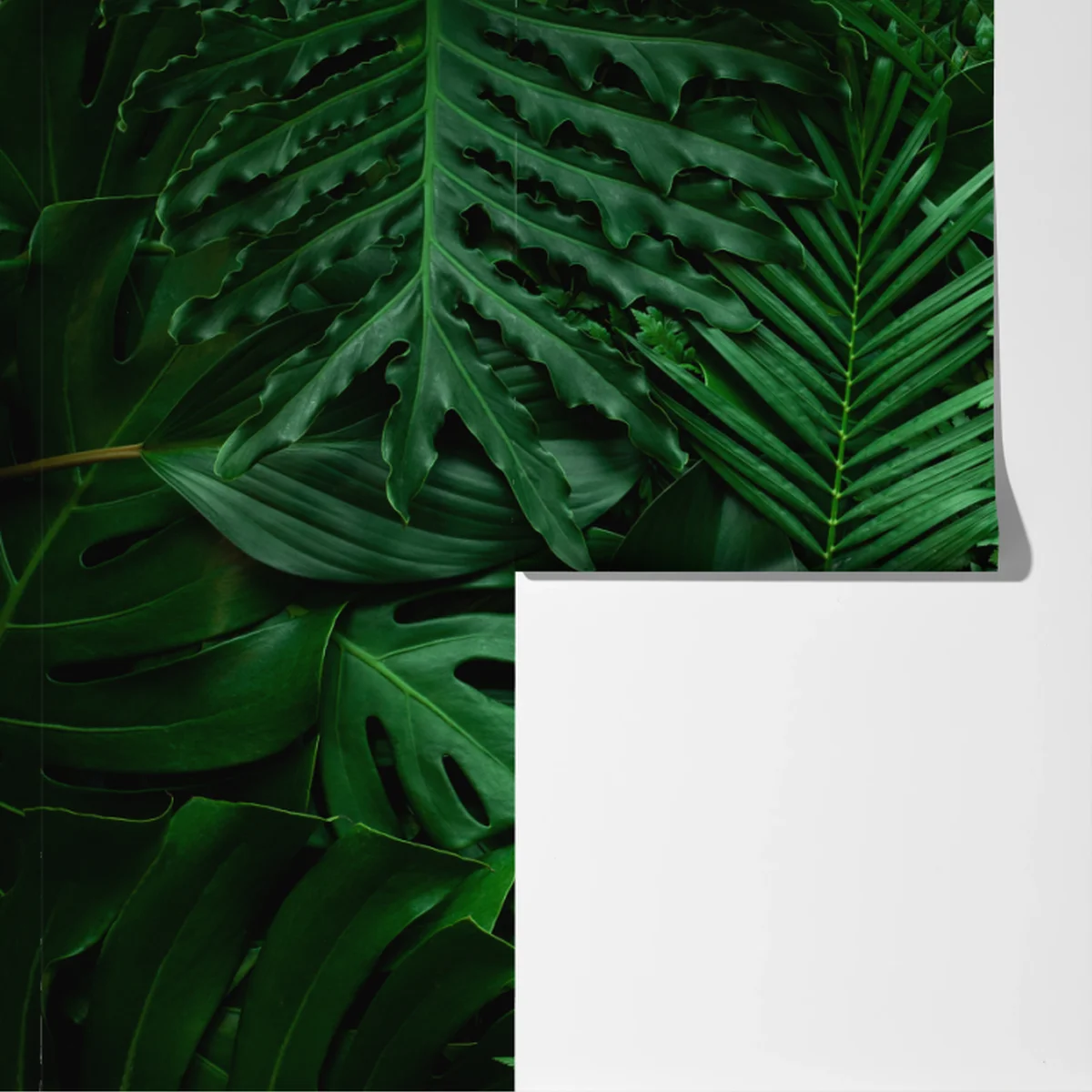 Fototapete üppige tropische blätter Fototapete üppige tropische blätter