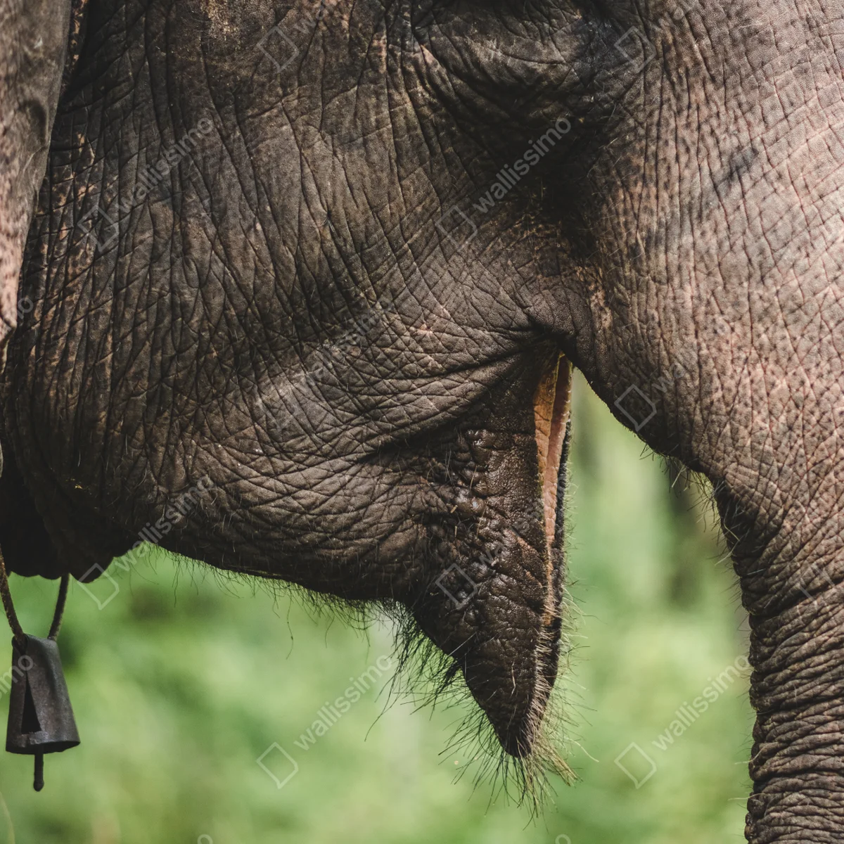 Fototapete asiatischer elefant nahaufnahme Fototapete asiatischer elefant nahaufnahme