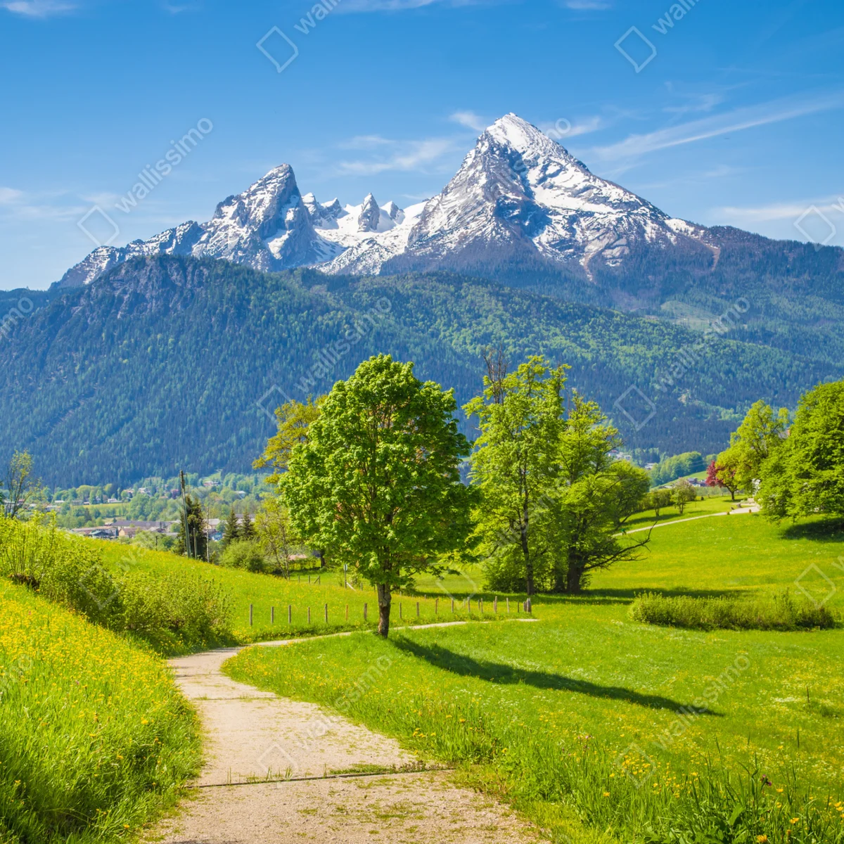 Fototapete ruhige alpenwiese mit berggipfeln Fototapete ruhige alpenwiese mit berggipfeln