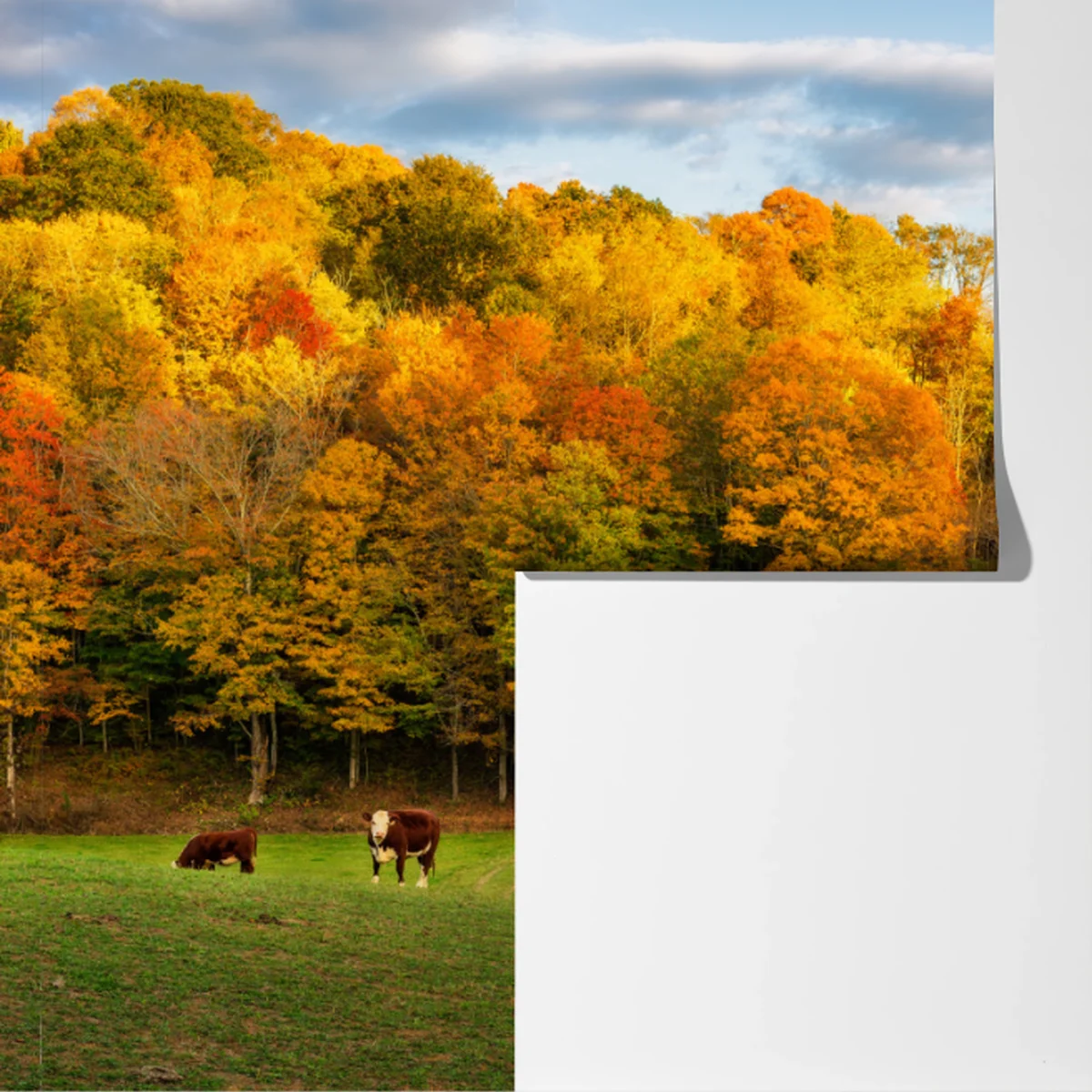 Fototapete herbstliche landschaft mit roter scheune Fototapete herbstliche landschaft mit roter scheune