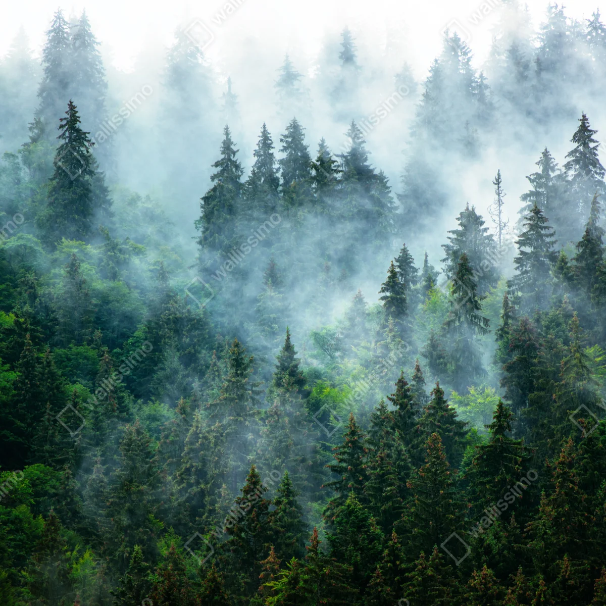 Poster nebliger immergrüner wald • Poster bei Wallnifity® Poster nebliger immergrüner wald • Poster bei Wallnifity®