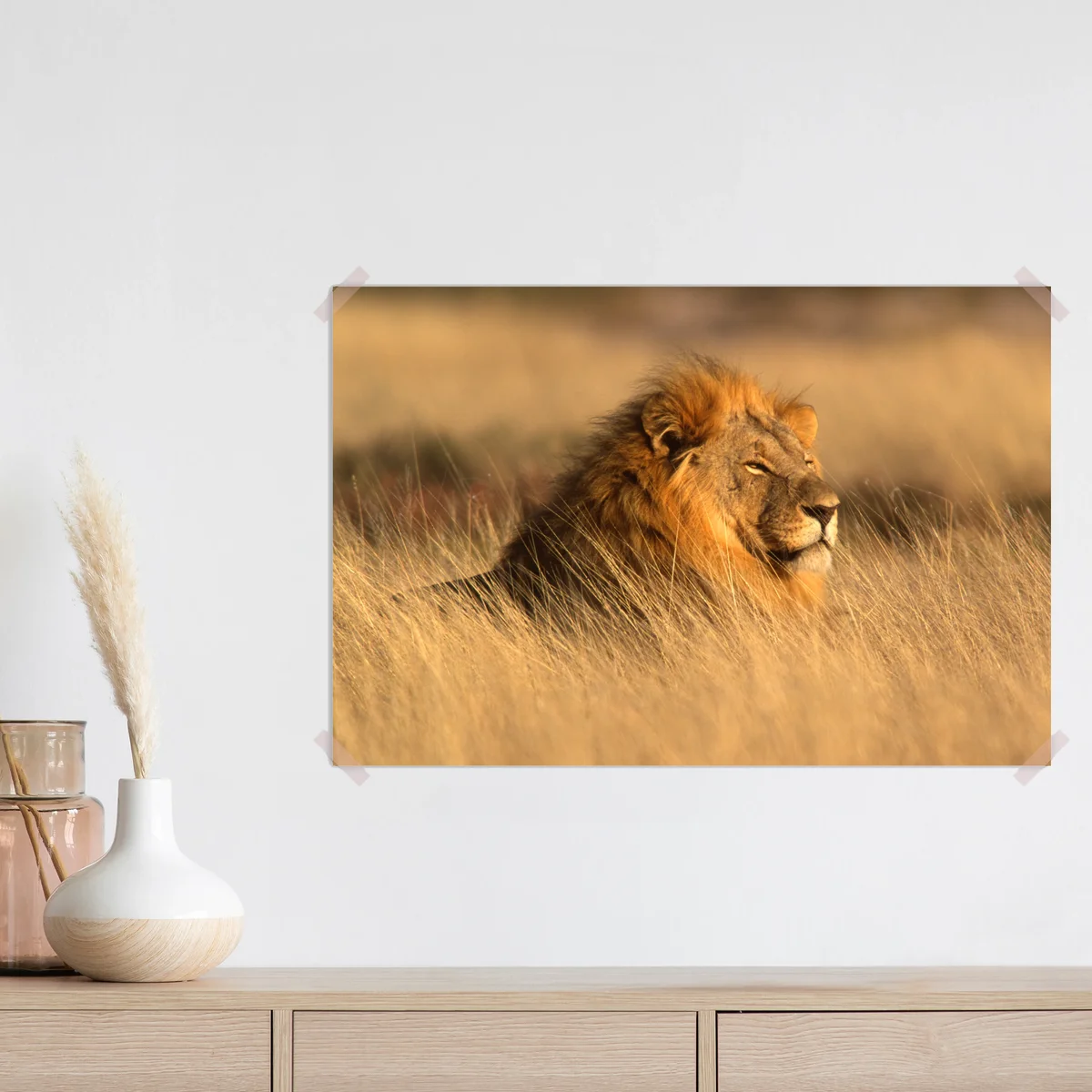 Poster majestätischer löwe im hohen gras Poster majestätischer löwe im hohen gras