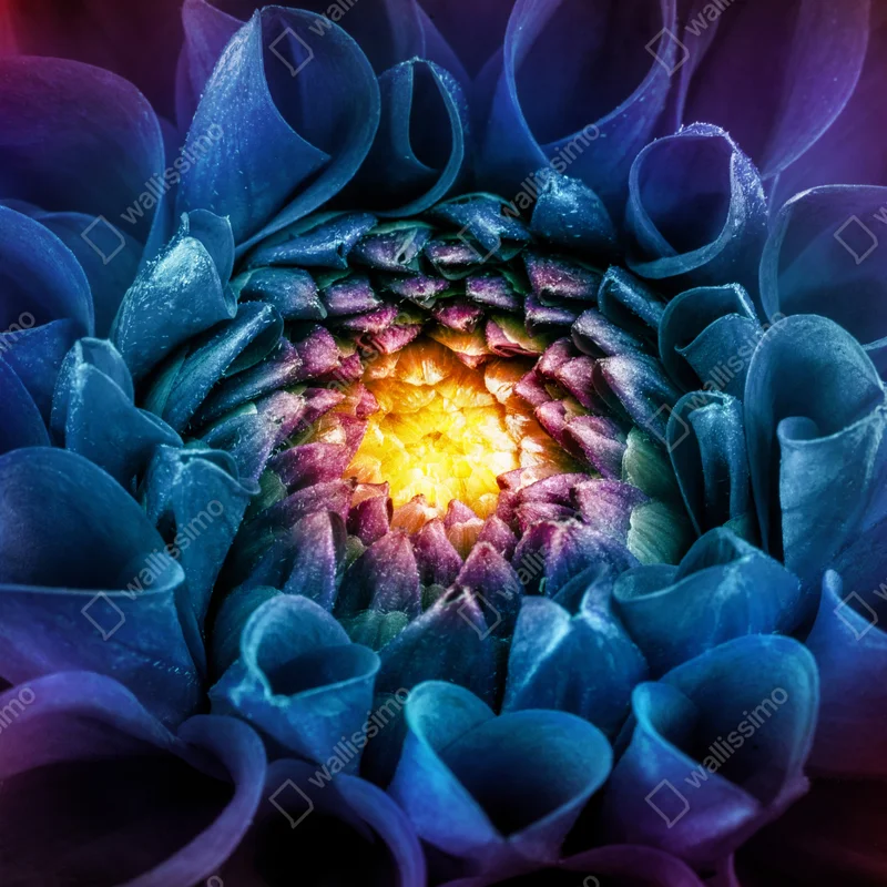 Fototapete leuchtende blaue chrysantheme nahaufnahme Fototapete leuchtende blaue chrysantheme nahaufnahme