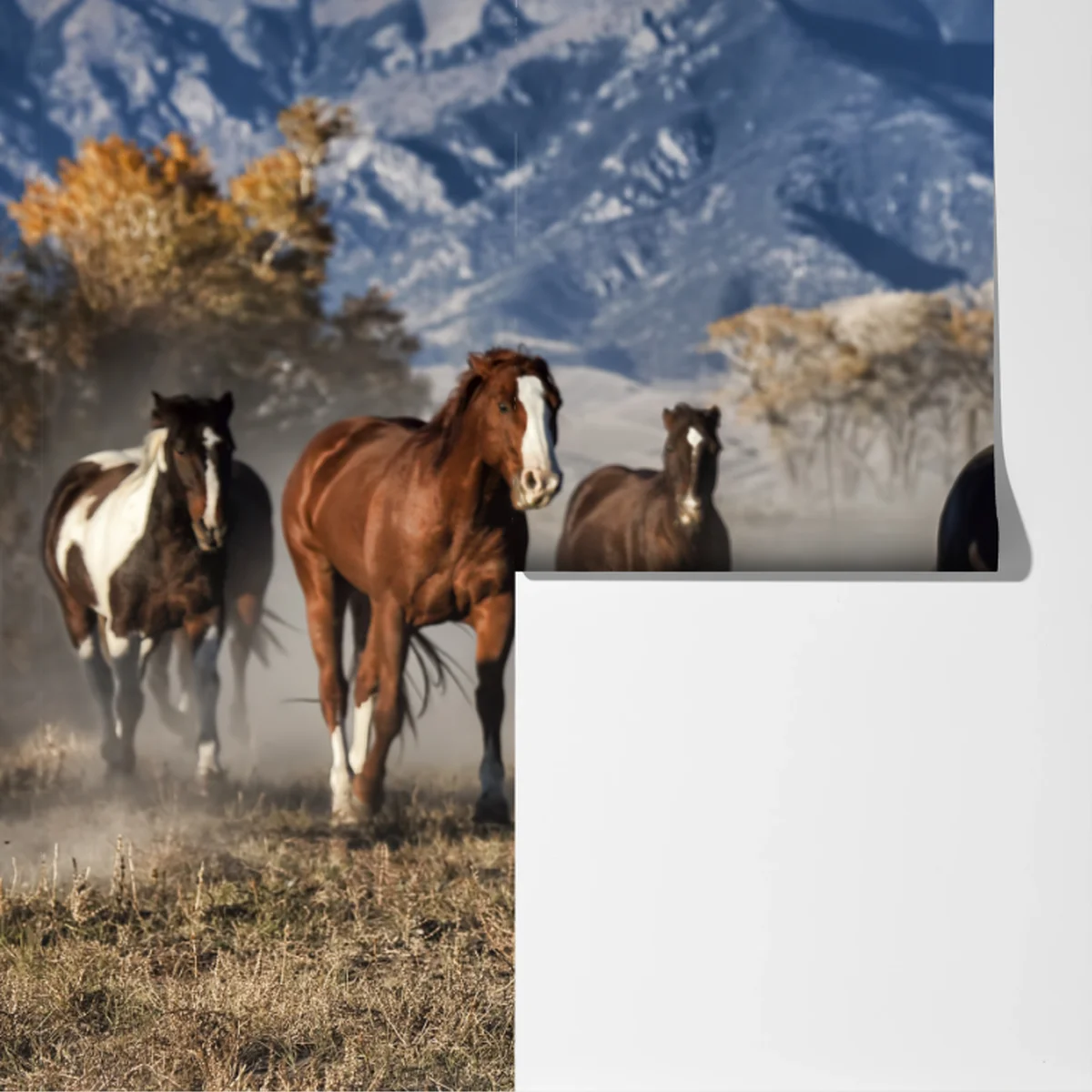 Fototapeta dzikie konie galopujące po górskiej łące Fototapeta dzikie konie galopujące po górskiej łące