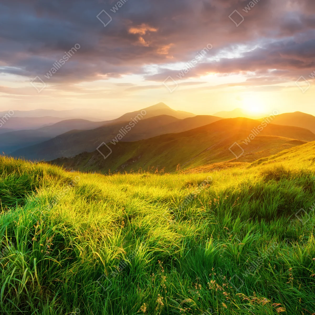 Türaufkleber sonnige bergwiese bei sonnenaufgang Türaufkleber sonnige bergwiese bei sonnenaufgang