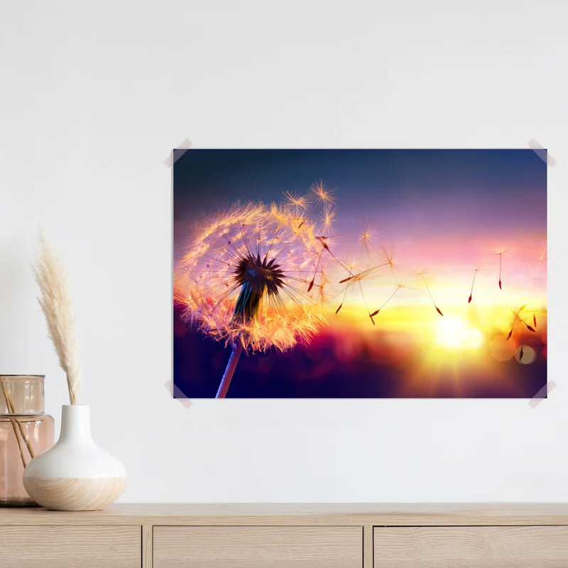 Poster goldener löwenzahn bei sonnenuntergang Poster goldener löwenzahn bei sonnenuntergang