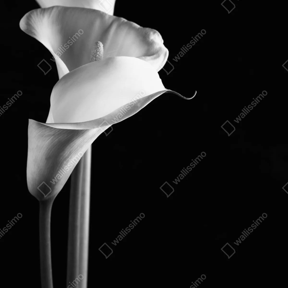 Poster elegante calla in monochrom Poster elegante calla in monochrom